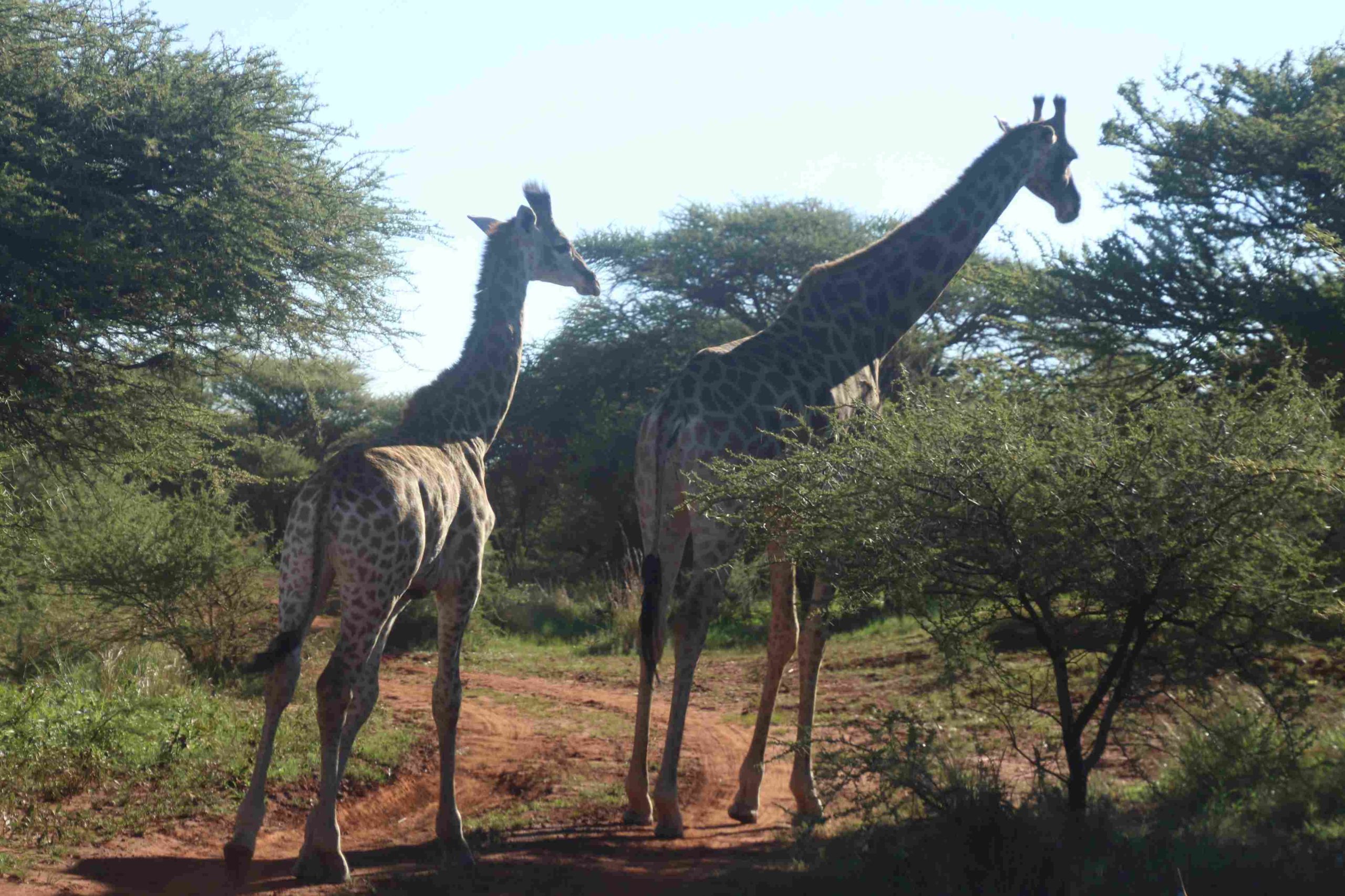 Safaris