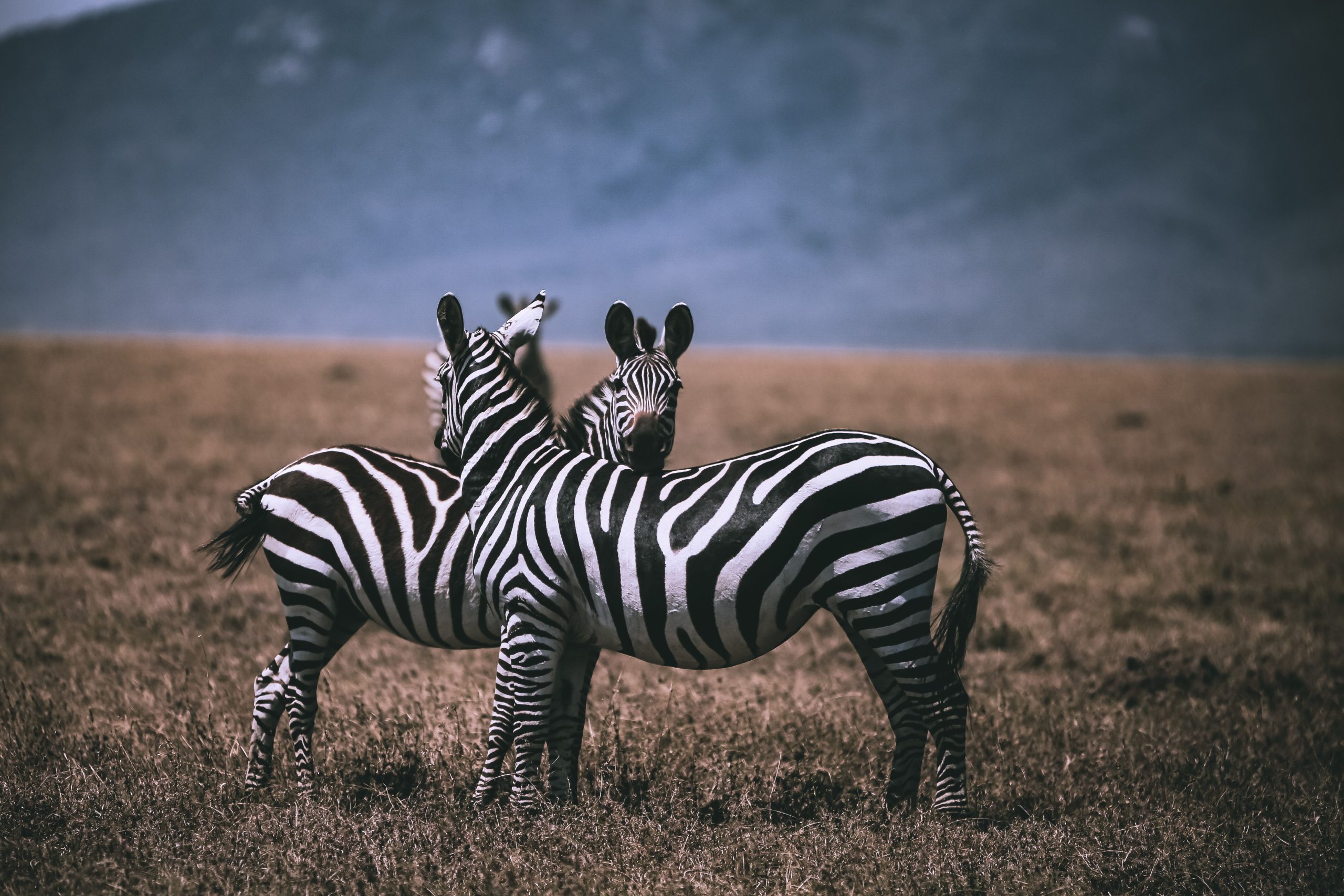 Safari